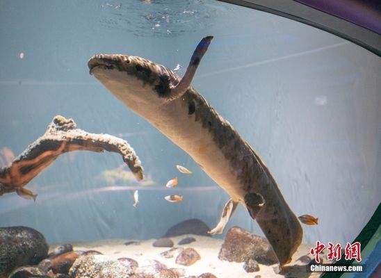 銀龍魚多久長大一點（關(guān)于銀龍魚成長的問題） 水族問答 第2張