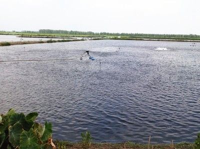 20元一條的紅龍魚魚苗（成本低廉的紅龍魚魚苗每條售價20元，如何照顧紅龍魚魚苗） 水族問答 第2張