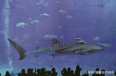 水族館發(fā)展前景分析怎么寫（關于水族館發(fā)展前景分析） 水族館百科（水族館加盟） 第5張