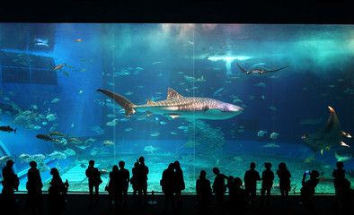 水族館盈利模式有哪些類型（上海水族館的盈利模式）