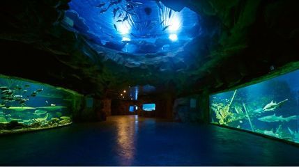 水族館盈利模式有哪些類(lèi)型（上海水族館的盈利模式） 水族館百科（水族館加盟） 第4張