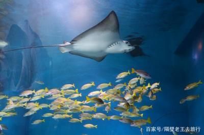 水族館里面有什么介紹（上海海洋水族館如何模擬自然環(huán)境水族館的教育活動） 水族館百科（水族館加盟） 第1張