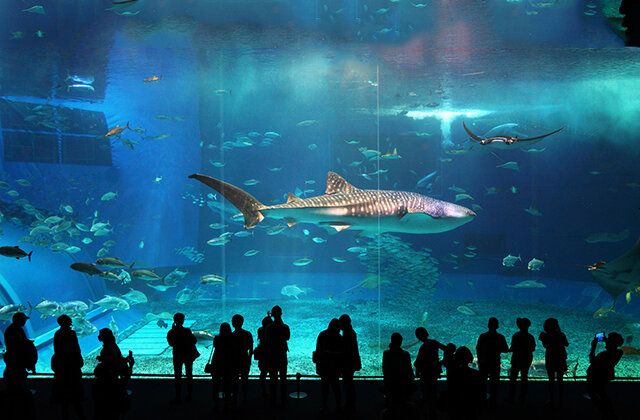 水族館館長收入（水族館館長的收入受多種因素影響水族館館長的收入受多種影響）