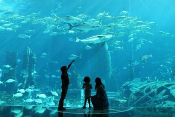 水族館加盟代理怎么樣（上海水族館加盟成功案例分享） 水族館百科（水族館加盟） 第3張