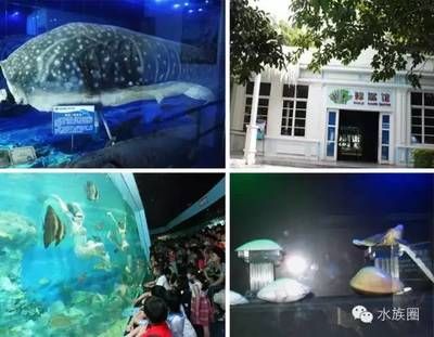 水族館需要投資多少錢呢（開設(shè)水族館所需投資的詳細(xì)解析） 水族館百科（水族館加盟） 第5張