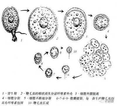 騰龍魚缸官網(wǎng)售后服務(wù)（騰龍魚缸官網(wǎng)的售后服務(wù)包括哪些服務(wù)內(nèi)容？） 水族問答