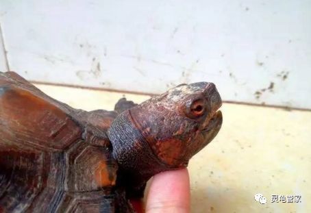 銀龍魚怎么賣出去（銀龍魚的銷售技巧） 水族問答 第1張