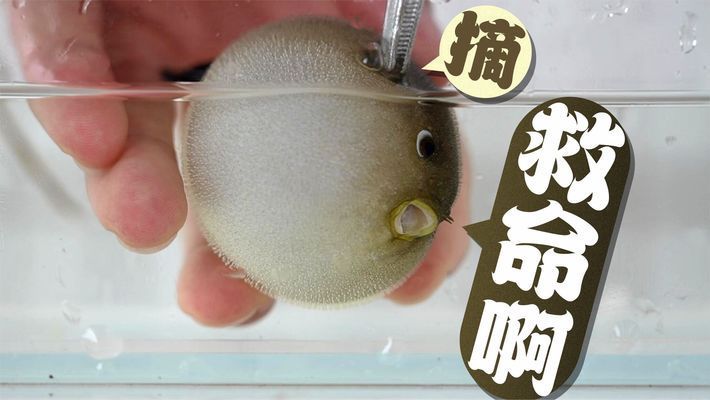 銀龍魚怎么賣出去（銀龍魚的銷售技巧） 水族問答 第2張