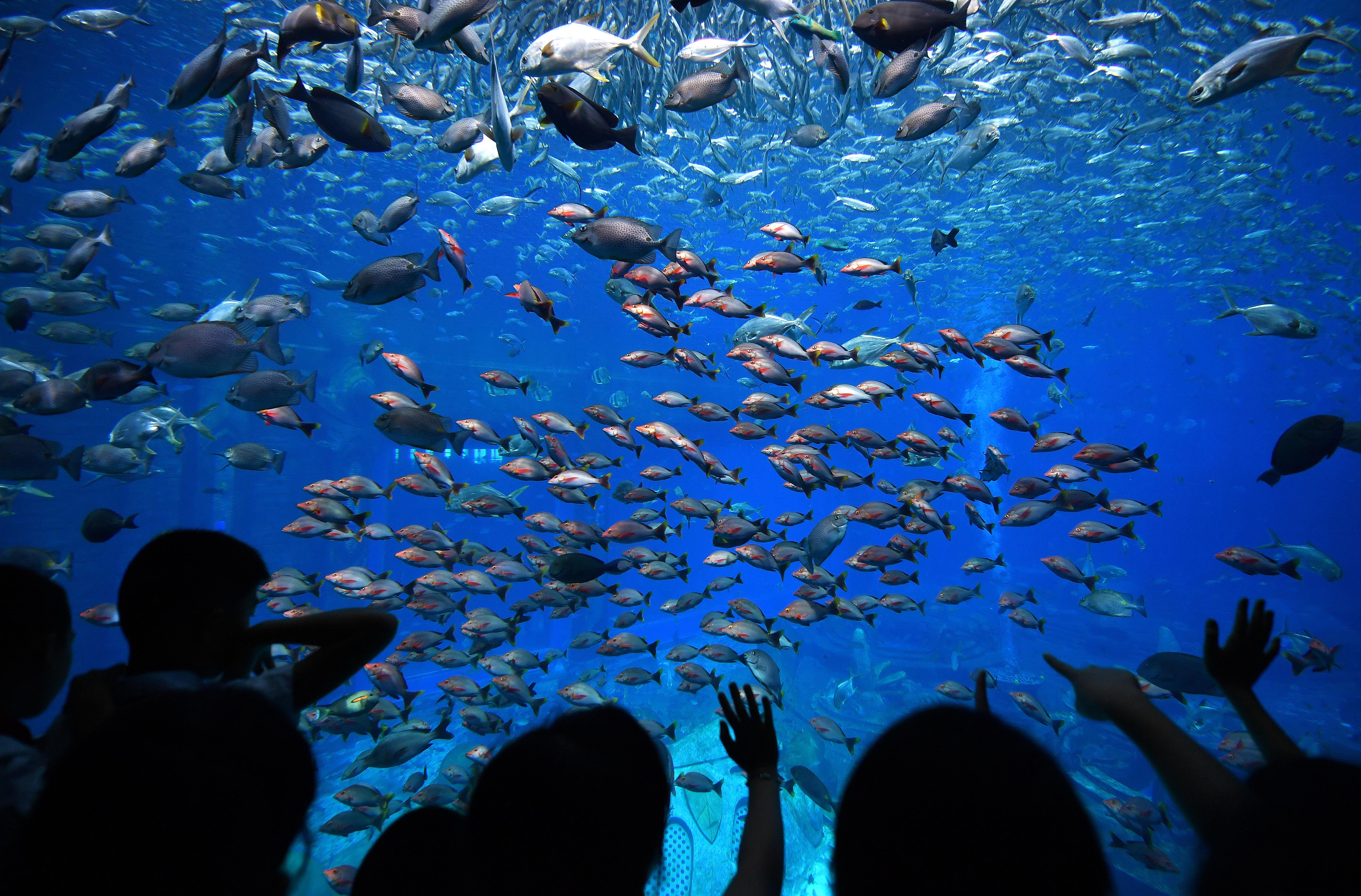 水族館動態(tài)壁紙 喂魚（3d水族館動態(tài)壁紙制作教程） 水族館百科（水族館加盟） 第2張