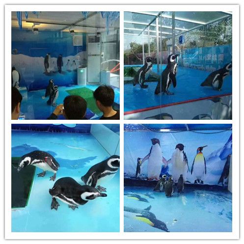 水族館游玩評價(jià)語（關(guān)于水族館游玩評價(jià)語的詳細(xì)信息）