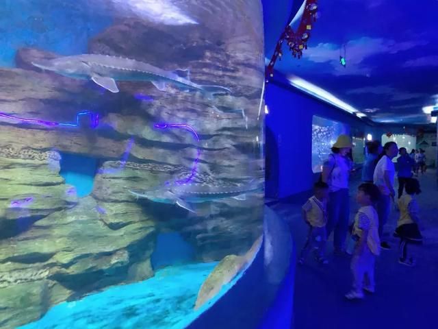 水族館游玩評價語（關(guān)于水族館游玩評價語的詳細(xì)信息） 水族館百科（水族館加盟） 第5張