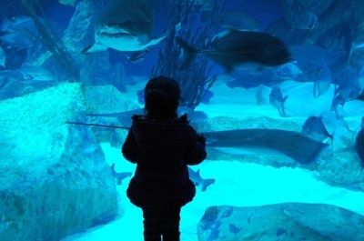 成都有沒有水族館（成都海洋館門票價(jià)格） 水族館百科（水族館加盟） 第5張