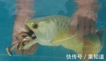 金龍魚用嘴孵小魚（金龍魚為什么會(huì)用嘴孵小魚） 龍魚百科 第1張