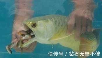 金龍魚用嘴孵小魚（金龍魚為什么會(huì)用嘴孵小魚） 龍魚百科 第2張