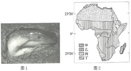 肺魚(yú)在干涸環(huán)境中的生存機(jī)制（肺魚(yú)在干涸環(huán)境中的生存機(jī)制主要體現(xiàn)在以下幾個(gè)方面） 龍魚(yú)百科 第2張