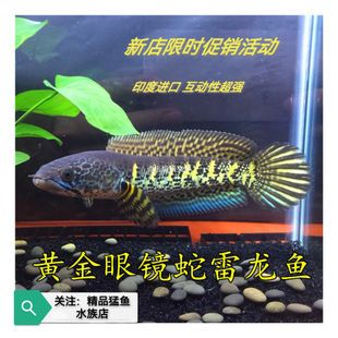 黃金眼鏡蛇雷龍魚苗長什么樣（如何辨別黃金眼鏡蛇雷龍魚苗） 龍魚百科 第3張