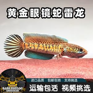 黃金眼鏡蛇雷龍魚苗長什么樣（如何辨別黃金眼鏡蛇雷龍魚苗） 龍魚百科 第1張