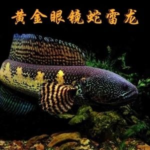 黃金眼鏡蛇雷龍魚苗長什么樣（如何辨別黃金眼鏡蛇雷龍魚苗） 龍魚百科 第2張