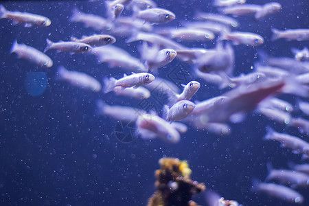 水族館里的小魚（世界上最吸引人的水族館小魚及其詳細介紹：小丑魚） 水族館百科（水族館加盟） 第5張