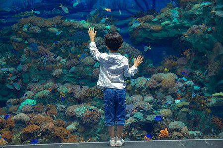 游戲 水族館 捉魚（《水族館》游戲介紹）