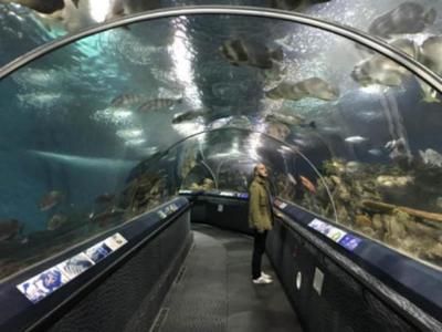 水族館開店流程怎么寫文案（水族館開店流程）