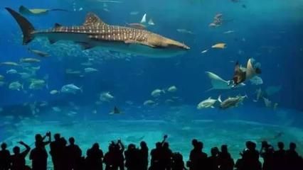 水族館店名大全圖片（水族館店名大全圖片展示多種獨(dú)特的水族館店名設(shè)計(jì)） 水族館百科（水族館加盟） 第1張