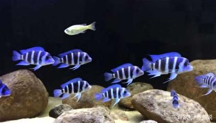 水族館常見觀賞魚介紹（斗魚的種類有哪些？） 水族館百科（水族館加盟） 第2張