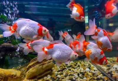 水族館常見觀賞魚介紹（斗魚的種類有哪些？）