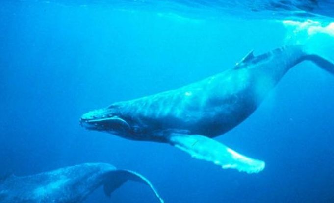 水族館一般多少錢一平方米（水族館的建設(shè)和運(yùn)營成本）