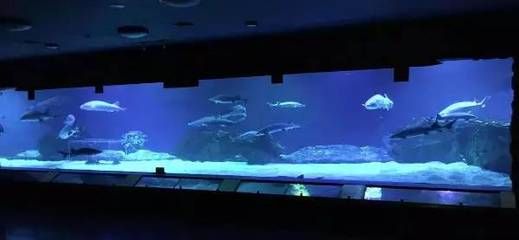 水族館專業(yè)（水族館專業(yè)介紹） 水族館百科（水族館加盟） 第4張