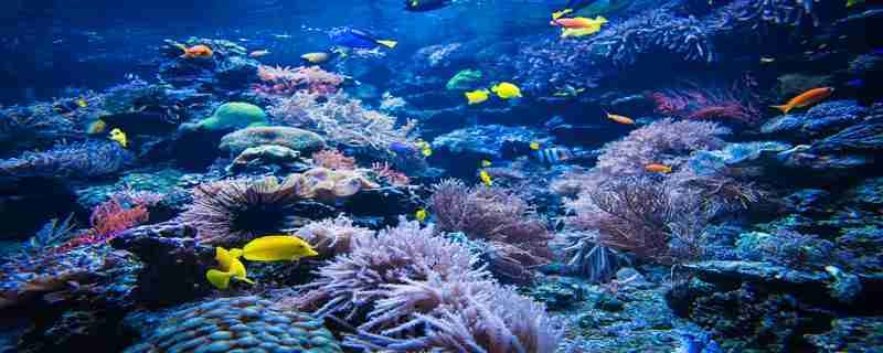 水族館能干嘛（水族館是一個展示和研究水下生物的場所，水族館如何提升環(huán)保意識）