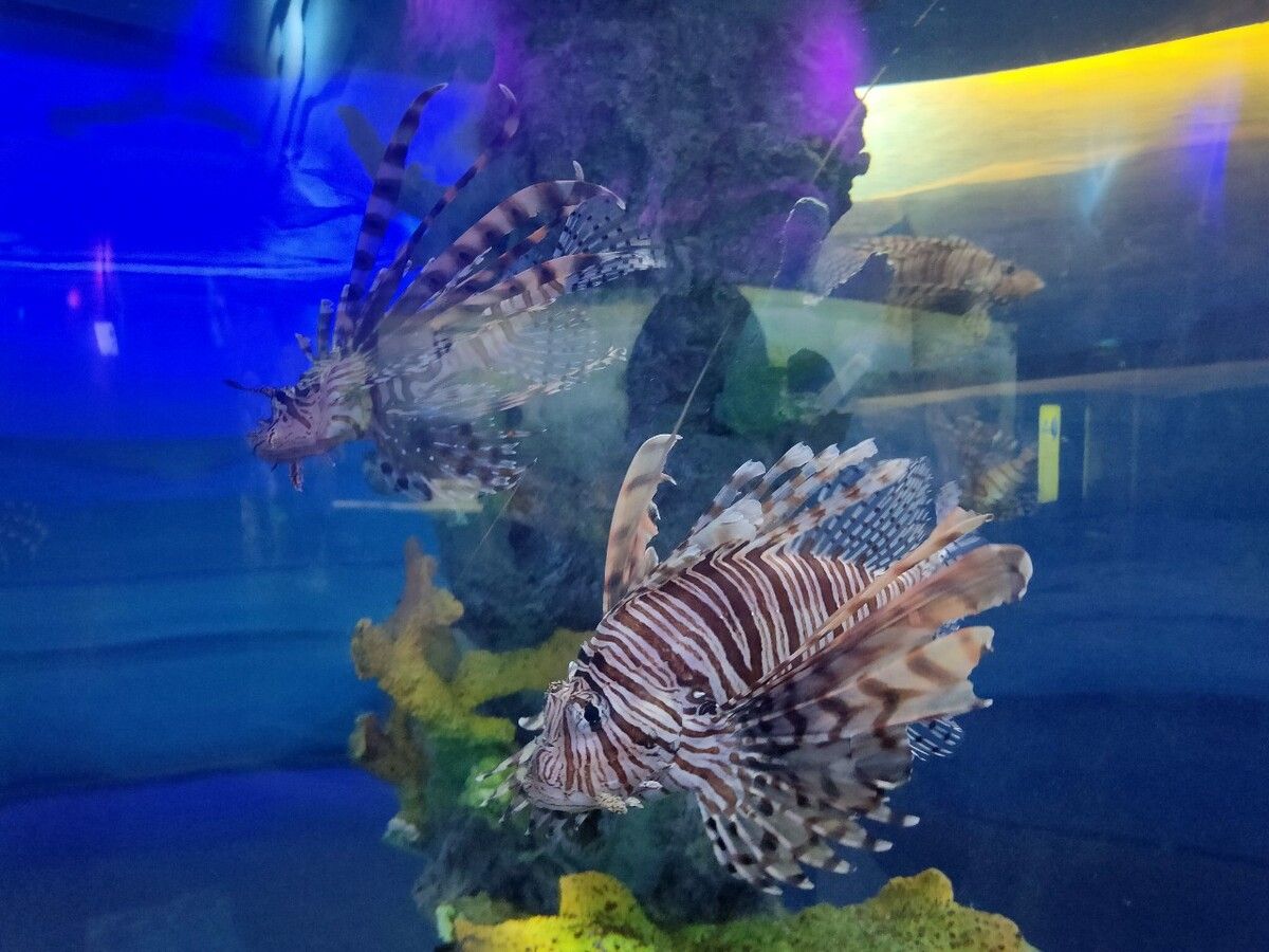 開家水族館進貨要求怎么寫文案（開家水族館進貨要求） 水族館百科（水族館加盟） 第3張