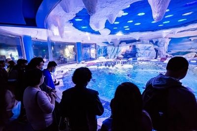 上海海洋水族館好玩嗎值得去嗎（上海海洋水族館親子活動(dòng)安排）