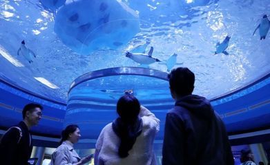 上海海洋水族館好玩嗎值得去嗎（上海海洋水族館親子活動(dòng)安排）