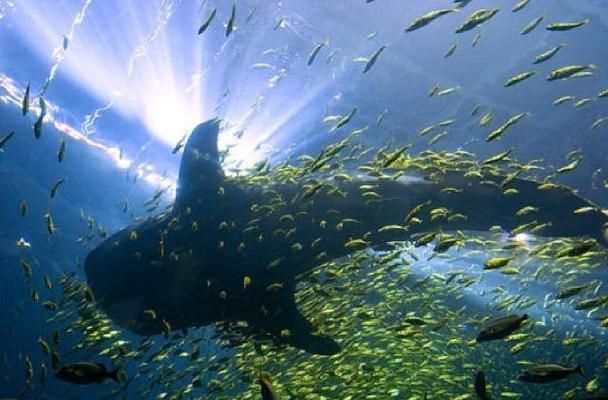 水族館有些什么動(dòng)物（水族館中可能見到的一些動(dòng)物） 水族館百科（水族館加盟） 第3張