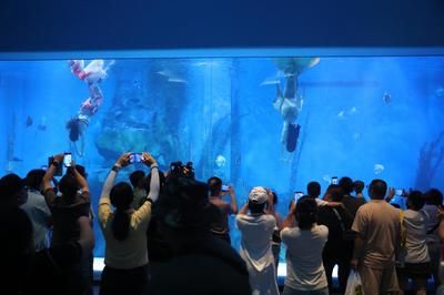 水族館開業(yè)活動方案策劃（水族館開業(yè)活動策劃） 水族館百科（水族館加盟） 第1張