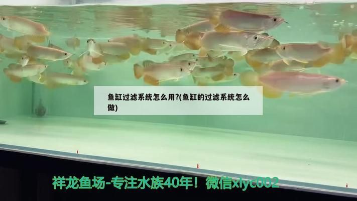 水族館魚缸過濾系統(tǒng)怎么用（水族館魚缸過濾系統(tǒng)使用注意事項） 水族館百科（水族館加盟） 第4張