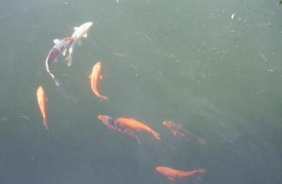 水族館生意好做嗎賺錢(qián)嗎現(xiàn)在（水族館生意是否好做以及能否盈利） 水族館百科（水族館加盟） 第3張