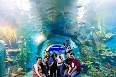 想開一家水族館（如何成功開設一家水族館市場調研水族館市場的成功要素） 水族館百科（水族館加盟） 第1張