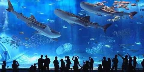 想開一家水族館（如何成功開設一家水族館市場調研水族館市場的成功要素） 水族館百科（水族館加盟） 第4張