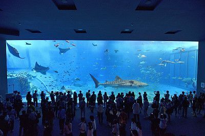 想開一家水族館（如何成功開設一家水族館市場調研水族館市場的成功要素） 水族館百科（水族館加盟） 第5張