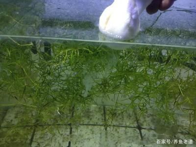 黑銀龍魚價格（如何判斷黑銀龍魚的價格？） 水族問答 第1張