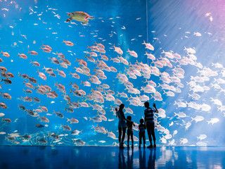 關(guān)于水族館的作文450字左右（《水族館之行》水族館是一個既能娛樂又能學(xué)習(xí)的好地方） 水族館百科（水族館加盟） 第4張