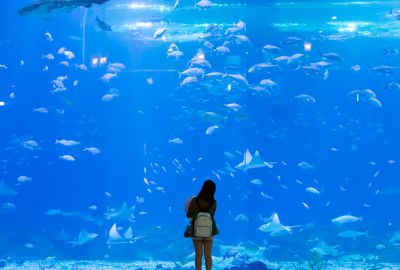 開家水族館需要多少錢一個月呢（開一家水族館需要多少錢） 水族館百科（水族館加盟） 第4張