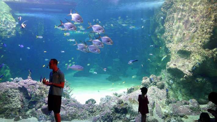 水族館里面有啥（世界最大水族館排名，青島水族館特色展覽介紹） 水族館百科（水族館加盟） 第5張