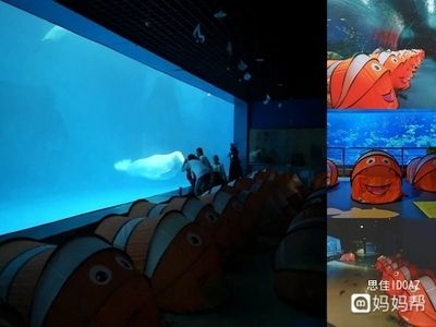 國內(nèi)水族館推薦（上海海洋水族館親子游玩攻略） 水族館百科（水族館加盟） 第3張