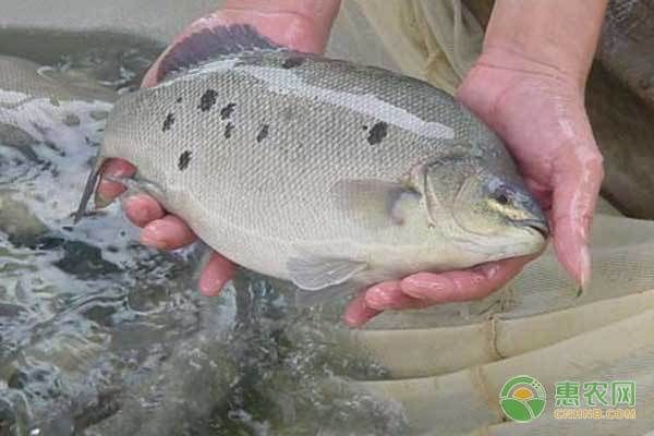 龍魚可以和地圖魚混養(yǎng)嗎（地圖魚和龍魚混養(yǎng)需要注意的問(wèn)題） 水族問(wèn)答 第1張