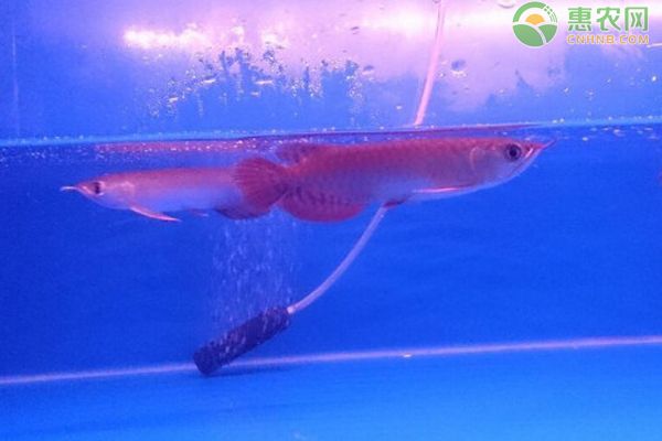 專業(yè)定做魚缸觀賞魚首選龍魚世家水族館（龍魚世家水族館提供的魚缸定制服務(wù)包括哪些特點(diǎn)） 水族問答 第1張