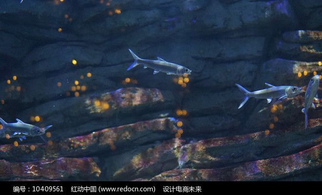 水族館門面圖片高清（水族館門頭照明效果展示）