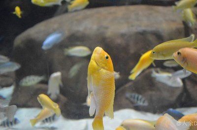 水族館賣的魚種類（水族館常見的魚類種類）